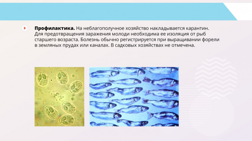 Владимир Воронин. Паразитарные болезни форели и сиговых. Миксоспоридии и миксоспоридиозы