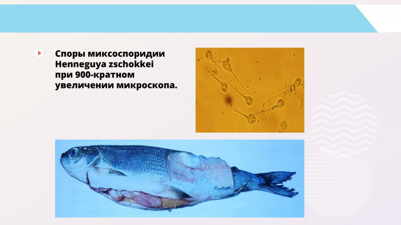 Владимир Воронин. Паразитарные болезни форели и сиговых. Миксоспоридии и миксоспоридиозы
