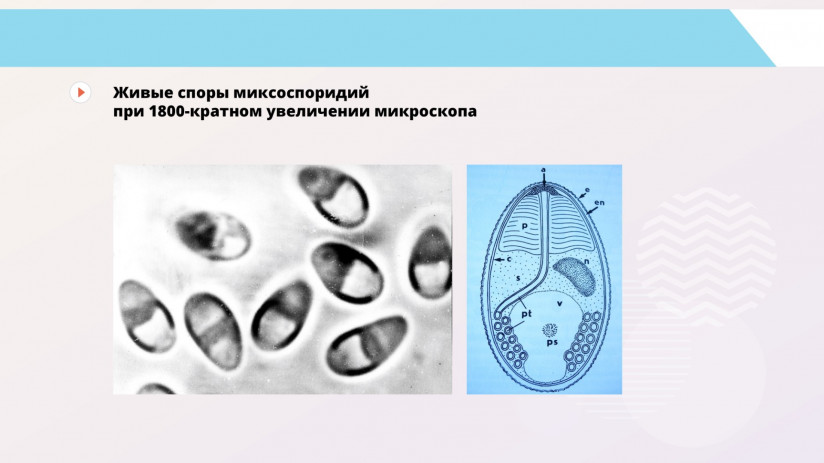 Владимир Воронин. Паразитарные болезни форели и сиговых. Миксоспоридии и миксоспоридиозы