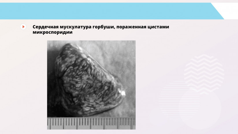 Владимир Воронин. Паразитарные болезни форели и сиговых. Миксоспоридии и миксоспоридиозы