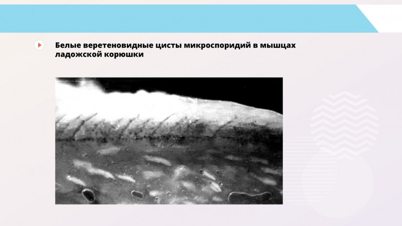 Владимир Воронин. Паразитарные болезни форели и сиговых. Миксоспоридии и миксоспоридиозы