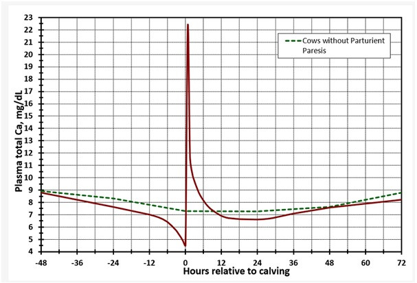 Гипокальциемия (молочная лихорадка) у коров
