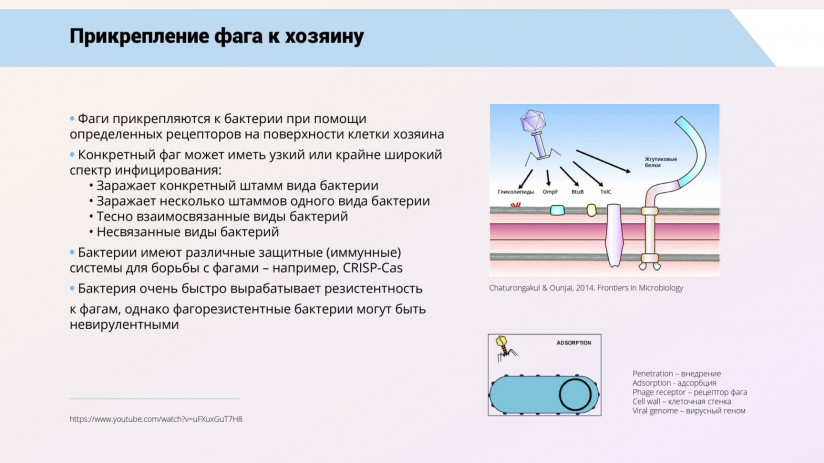 Бактериофаговая терапия рыб