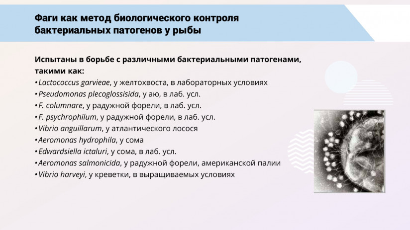 Бактериофаговая терапия рыб