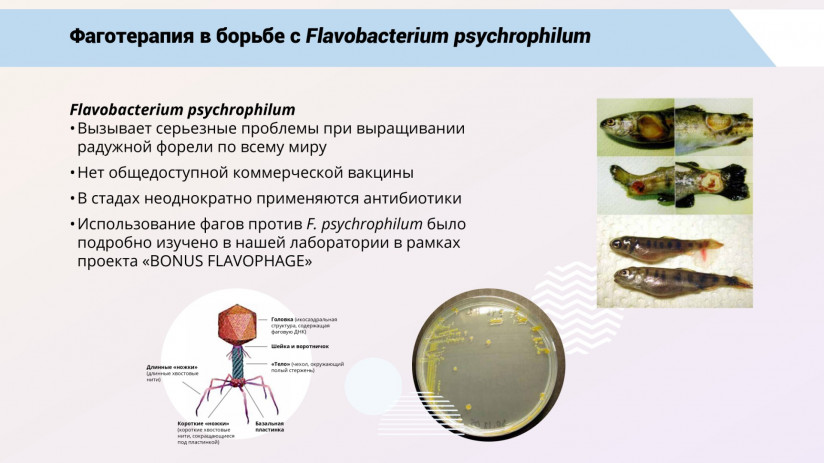 Бактериофаговая терапия рыб