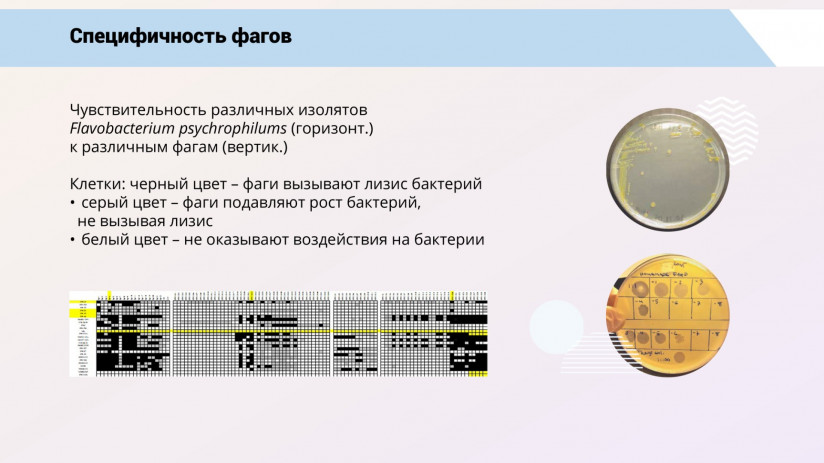 Бактериофаговая терапия рыб