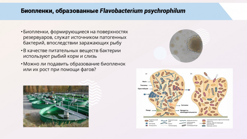 Бактериофаговая терапия рыб