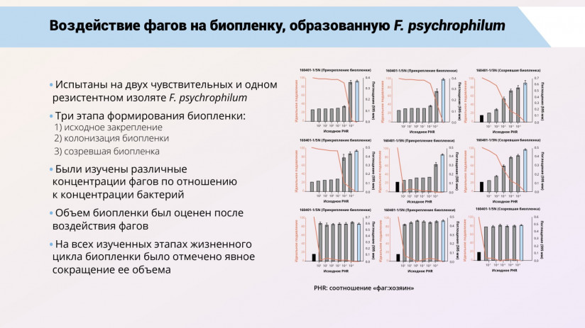Бактериофаговая терапия рыб