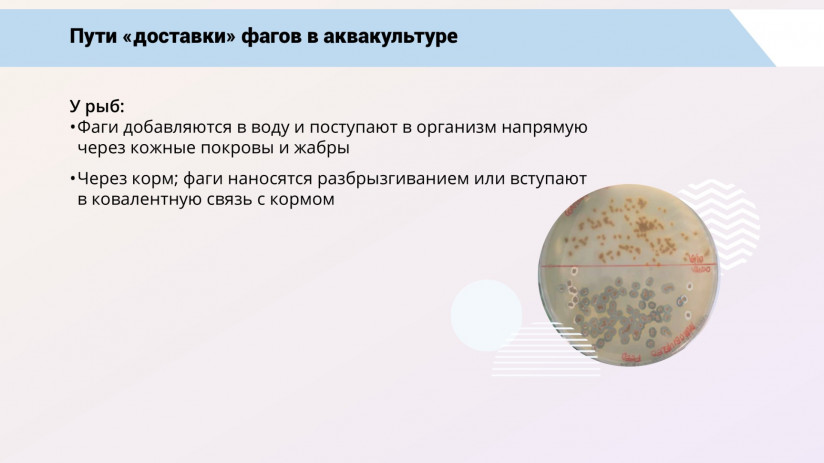 Бактериофаговая терапия рыб
