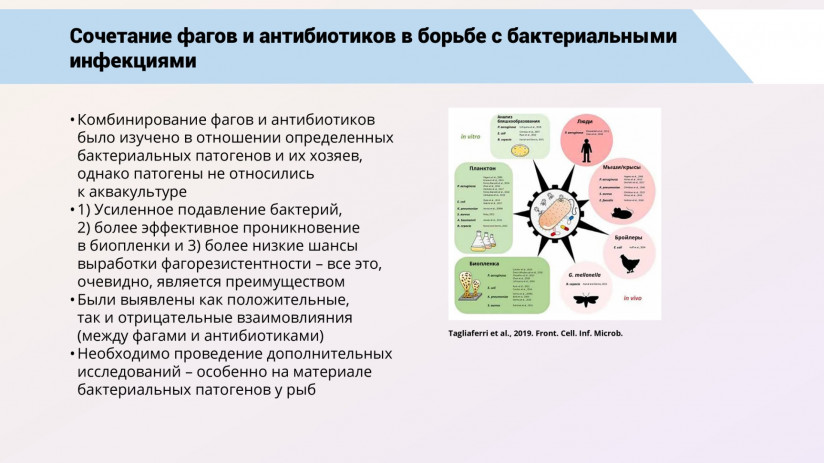 Бактериофаговая терапия рыб