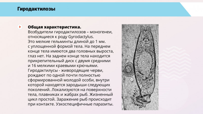 Паразитарные болезни форели и сиговых. Гельминтозы
