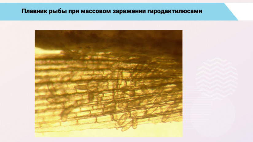Паразитарные болезни форели и сиговых. Гельминтозы