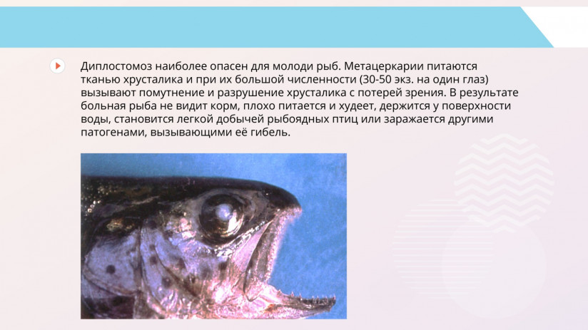 Паразитарные болезни форели и сиговых. Гельминтозы