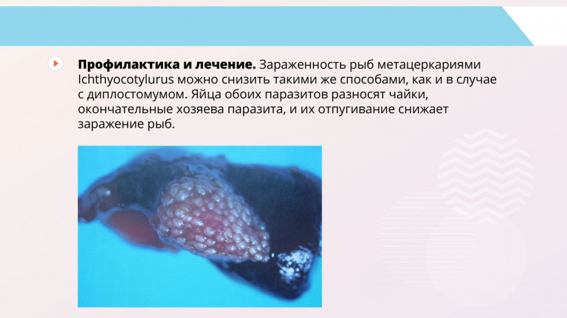 Паразитарные болезни форели и сиговых. Гельминтозы