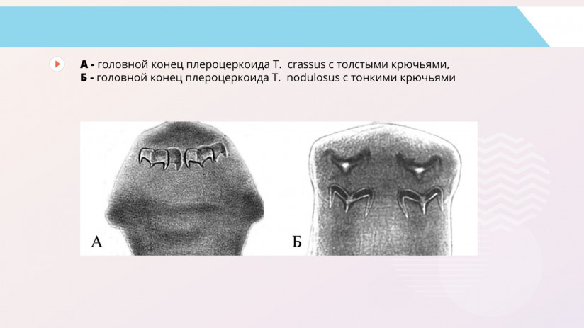 Паразитарные болезни форели и сиговых. Гельминтозы