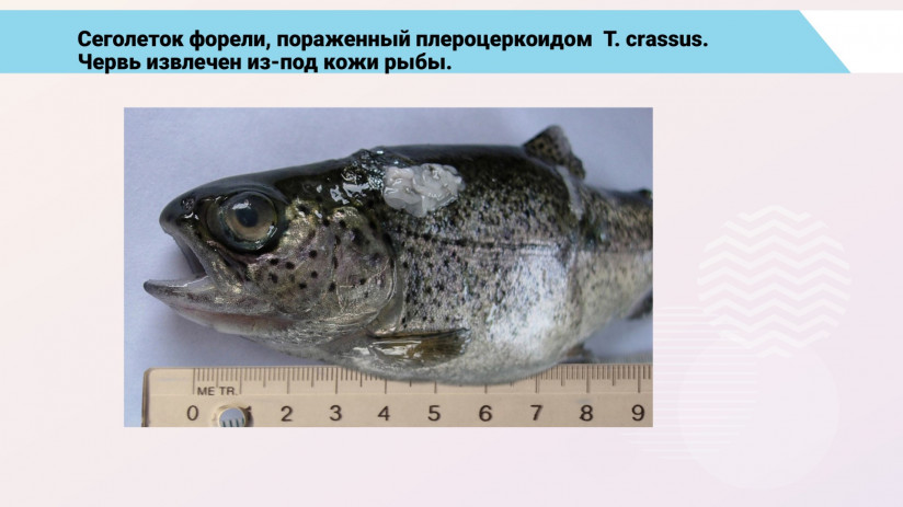 Паразитарные болезни форели и сиговых. Гельминтозы