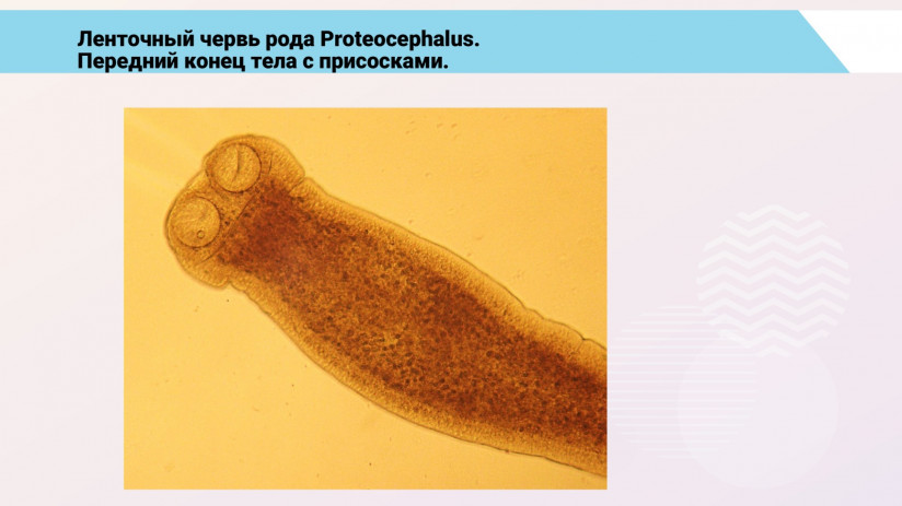 Паразитарные болезни форели и сиговых. Гельминтозы