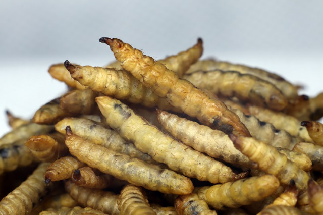 Черная львинка в кормах для животных: польза и применение