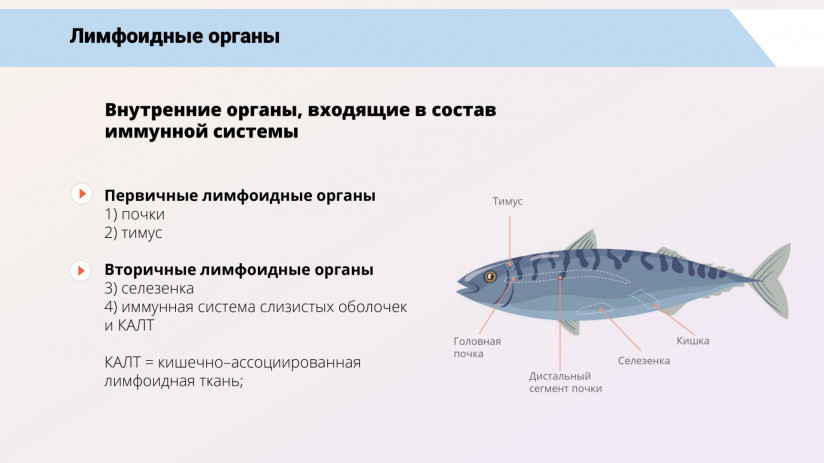 Иммунная система рыб и вакцинация от бактериальных заболеваний