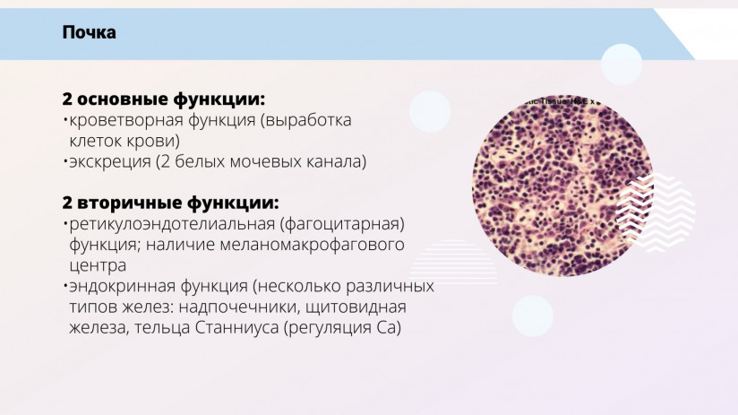 Иммунная система рыб и вакцинация от бактериальных заболеваний