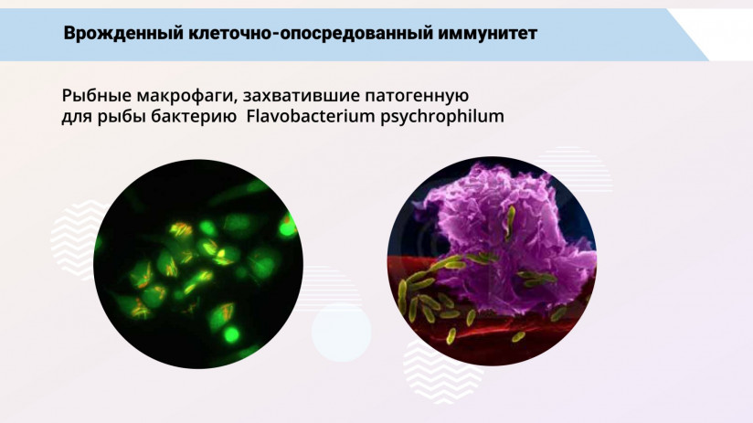 Иммунная система рыб и вакцинация от бактериальных заболеваний