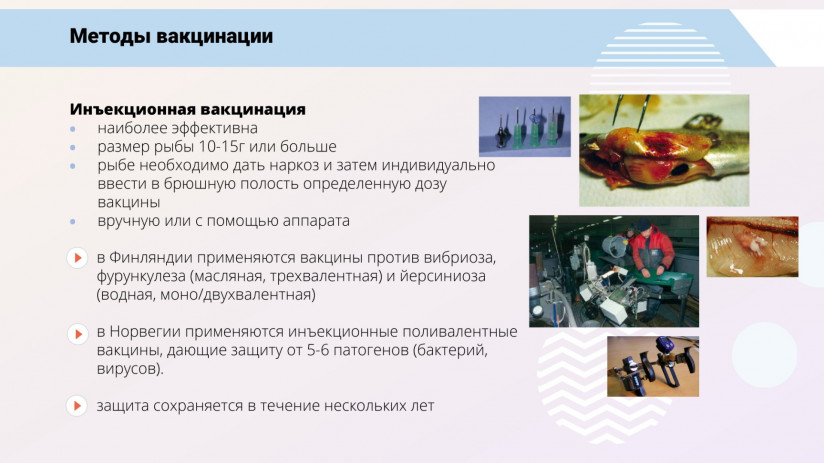 Иммунная система рыб и вакцинация от бактериальных заболеваний