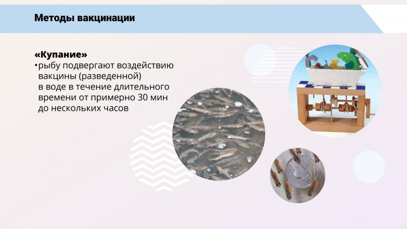 Иммунная система рыб и вакцинация от бактериальных заболеваний