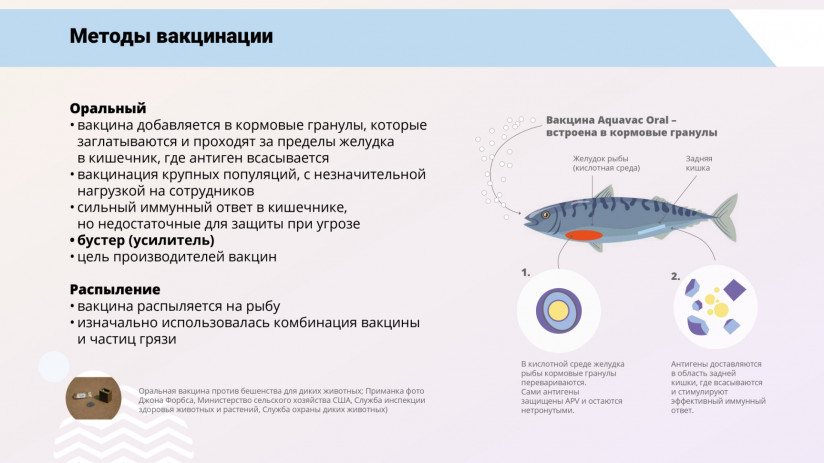 Иммунная система рыб и вакцинация от бактериальных заболеваний