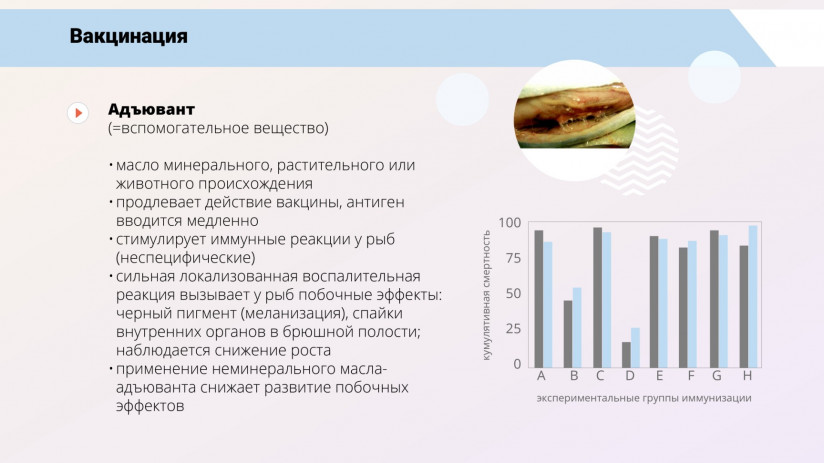 Иммунная система рыб и вакцинация от бактериальных заболеваний