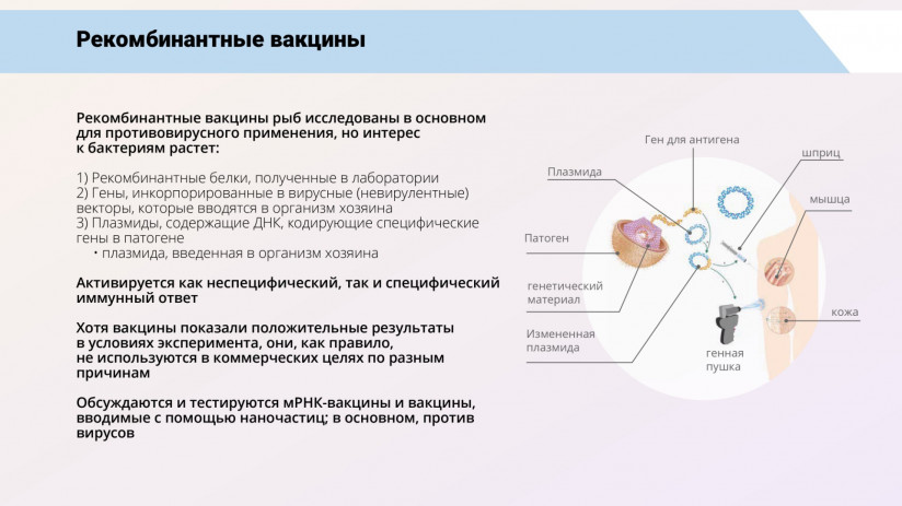 Иммунная система рыб и вакцинация от бактериальных заболеваний