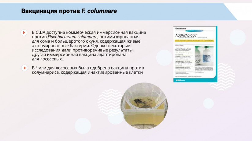 Иммунная система рыб и вакцинация от бактериальных заболеваний
