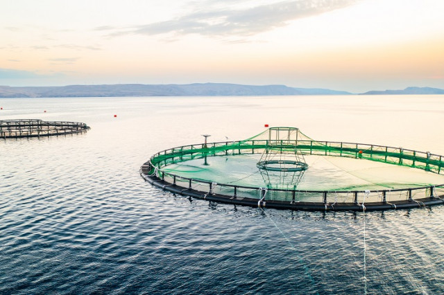 Ингредиенты в рыбных кормах: критерии чистоты сырья и вызовы для производителей