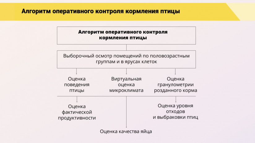 Леонид Подобед. Роль и значение оперативного контроля кормления для эффективного птицеводства