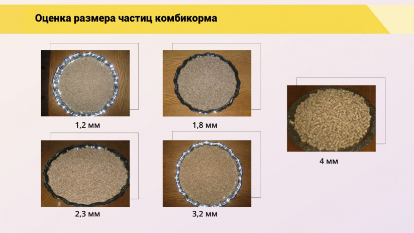 Леонид Подобед. Роль и значение оперативного контроля кормления для эффективного птицеводства