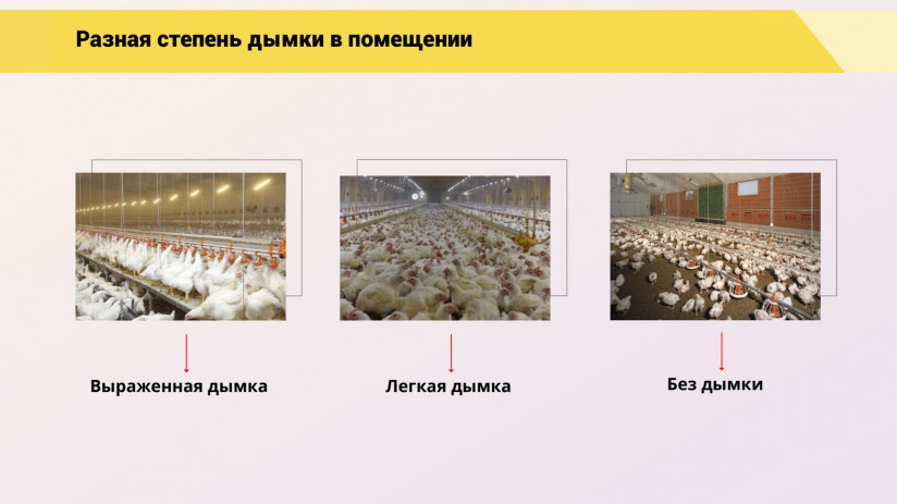 Леонид Подобед. Роль и значение оперативного контроля кормления для эффективного птицеводства