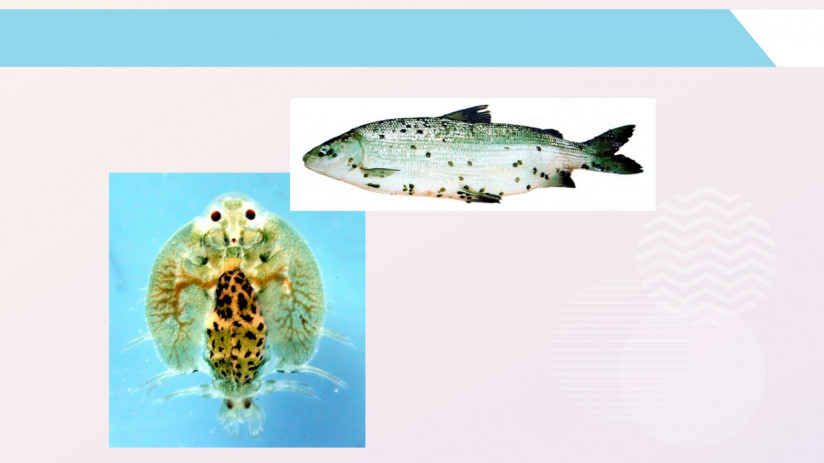 Владимир Воронин. Паразитарные болезни форели и сиговых. Крустацеозы. Нематоды. Пиявки