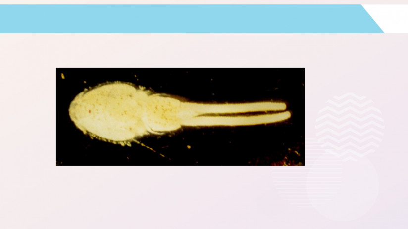 Владимир Воронин. Паразитарные болезни форели и сиговых. Крустацеозы. Нематоды. Пиявки