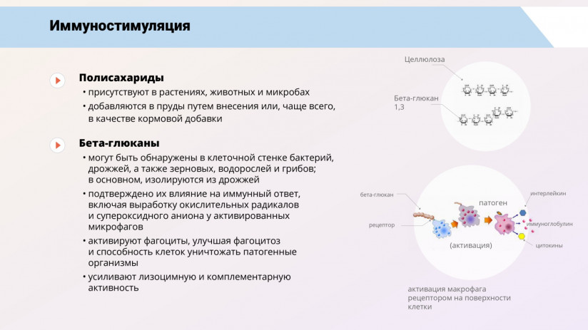Том Виклунд. Иммуностимуляция и пробиотики