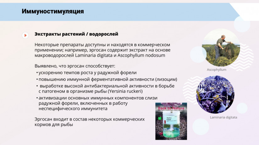 Том Виклунд. Иммуностимуляция и пробиотики