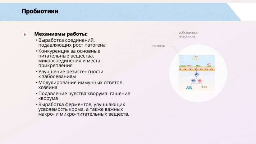 Том Виклунд. Иммуностимуляция и пробиотики