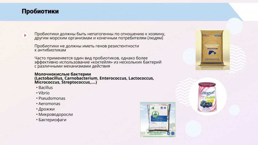 Том Виклунд. Иммуностимуляция и пробиотики