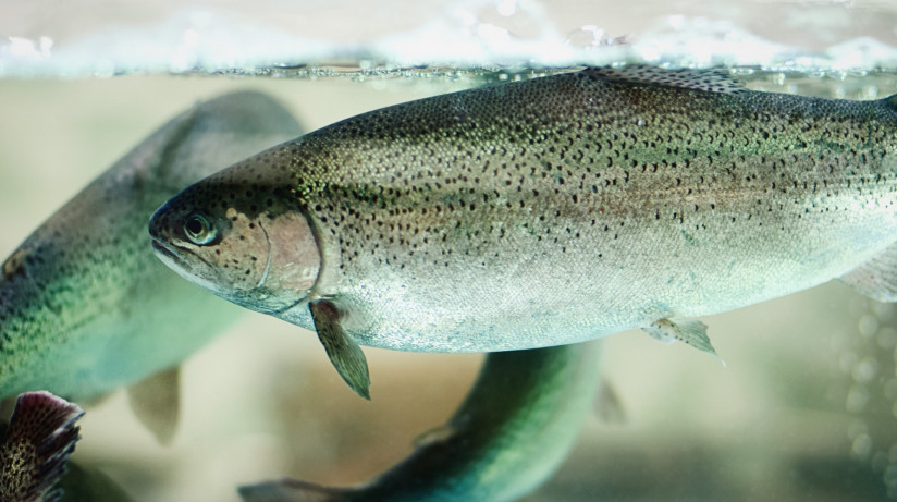 Дмитрий Зеков, специалист по аквакультуре: от чего зависит вкус рыбы