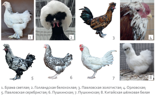 Проблемы сохранения генофонда сельскохозяйственных птиц